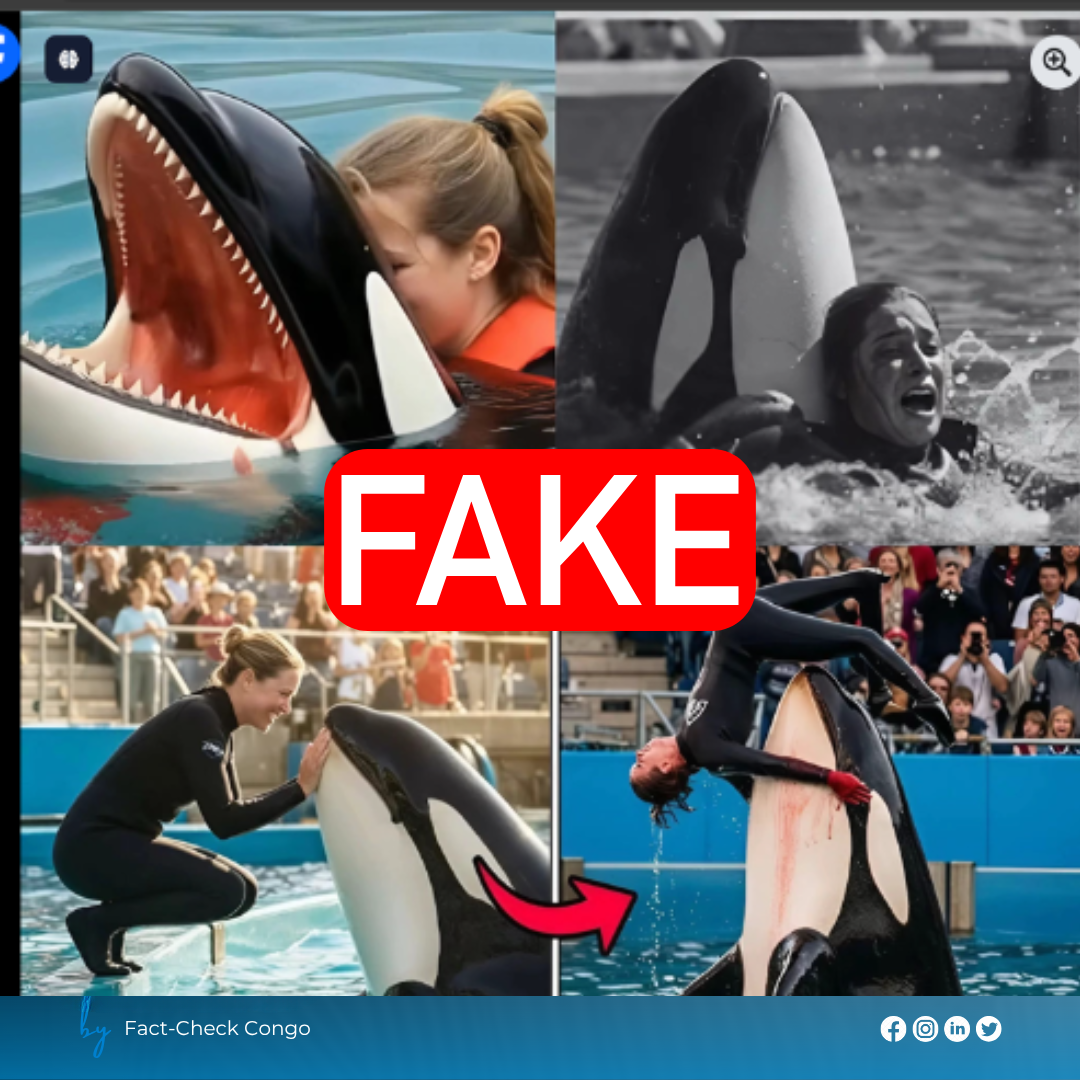 Attention, l’histoire de Jessica Radcliffe et l’orque est fausse !